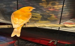 Canaries birds for sale: Male & female cannery for sale  - Image 14