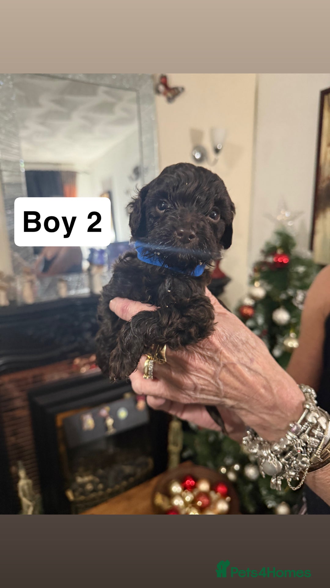 Cockapoo dogs for sale: 7 cockapoo pups - Advert 2