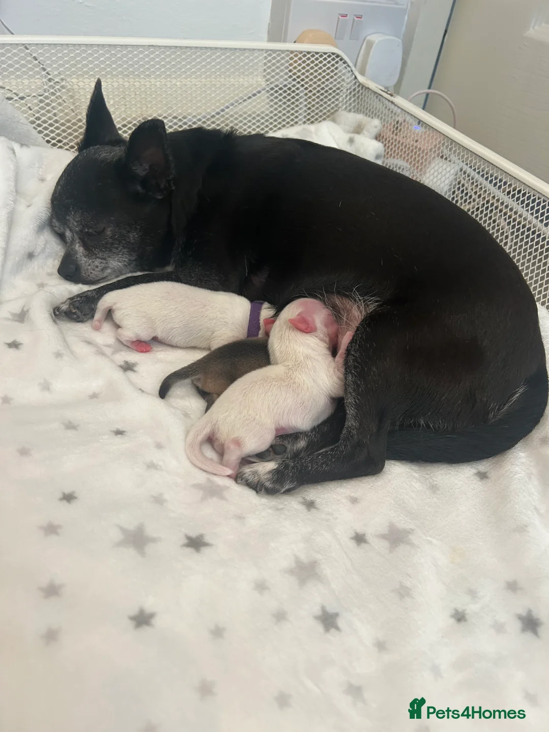 Chihuahua dogs for sale: READY NOW - chihuahua puppies smooth & long - Advert 1