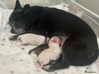 Chihuahua dogs READY NOW - chihuahua puppies smooth & long in Walsall - Advert 4