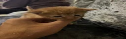 Mixed Breed cats for sale: Beautiful playfull kittens  in Nottingham - Advert 6