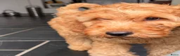 Goldendoodle dogs for sale: Mini Irishdoodle Ready now! health tested parents - Advert 7