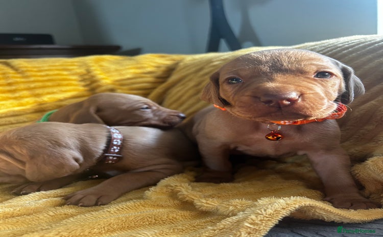Hungarian Vizsla dogs - Advert 1