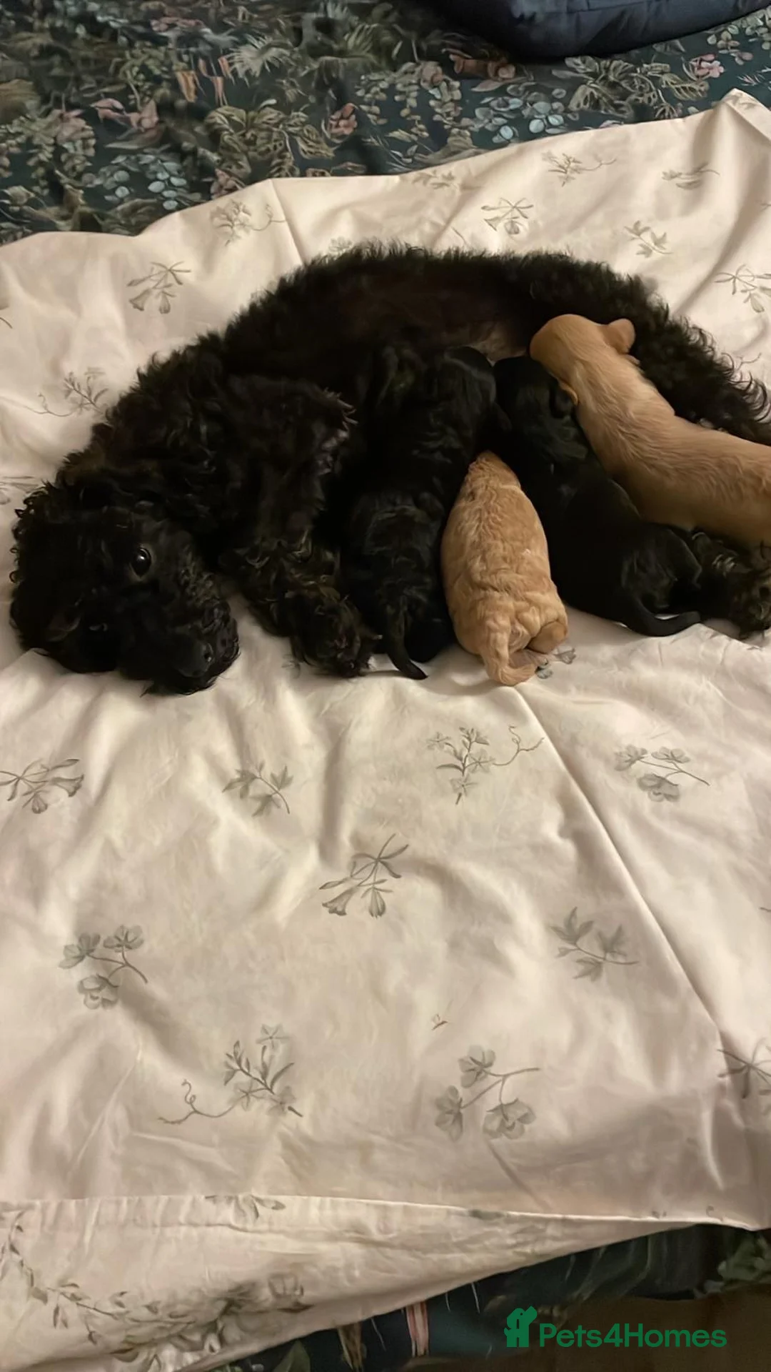 Cockapoo dogs for sale: Litter of Cockapoos  - Advert 12