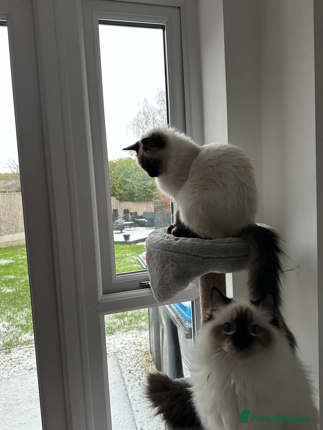 Ragdoll cats for sale: Ragdoll male Kittens For Sale - Advert 11