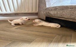 Bichon Frise dogs for sale: Adorable pure bichon frisée puppies !!! - Image 1