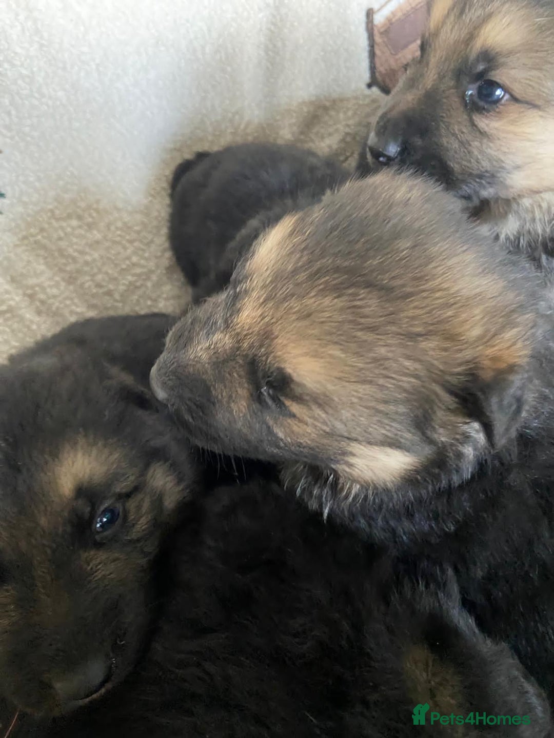 German Shepherd dogs for sale: German Shepherd Puppies - Advert 14