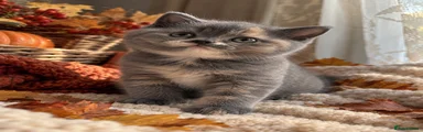 British Shorthair 4