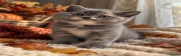 British Shorthair cats for sale: 🐾 Beautiful British Shorthair Kittens 🐾 - Advert 4