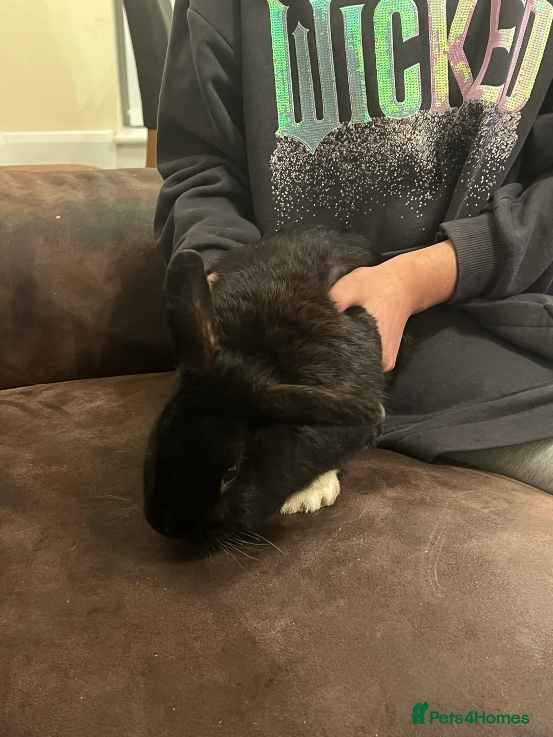 Netherland Dwarf rabbits for sale: House raised - Advert 16