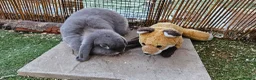 Mini Lop rabbits for sale: Bonded Female Rabbits Large Outdoor Home Essential in Leighton Buzzard - Advert 7