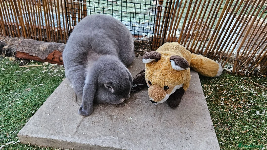 Mini Lop rabbits for sale: Bonded Female Rabbits Large Outdoor Home Essential in Leighton Buzzard - Advert 7