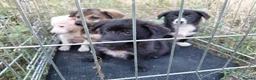 Mixed Breed dogs for adoption: ARNY - a Sweet Little Boy for a Loving Home - Advert 7