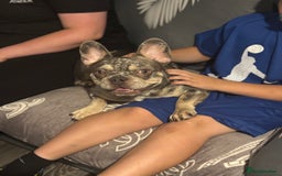 French Bulldog dogs for sale: 🌸Tri Merle Girl French Bulldog🩷 - Image 9