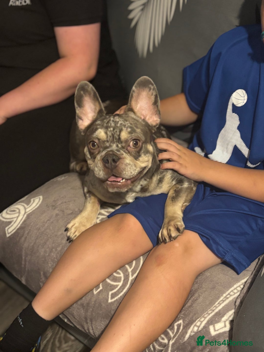 French Bulldog dogs for sale: 🌸Tri Merle Girl French Bulldog🩷 - Image 9
