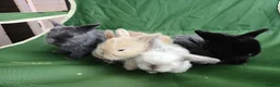 Mini Lop rabbits for sale: Beautiful mini lops  - Advert 14
