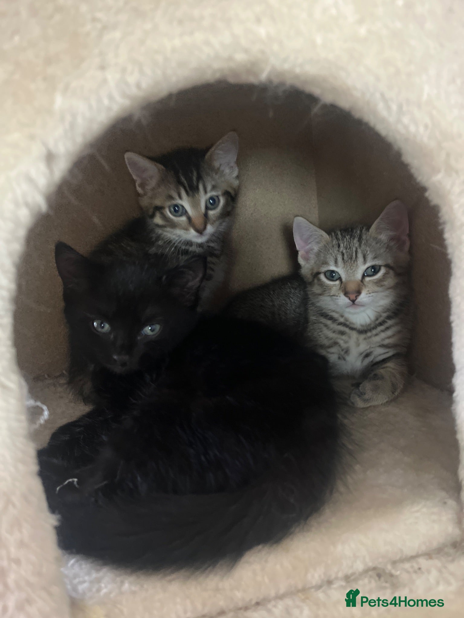 Mixed Breed cats 3 lovely Kittens for sale - Advert 2