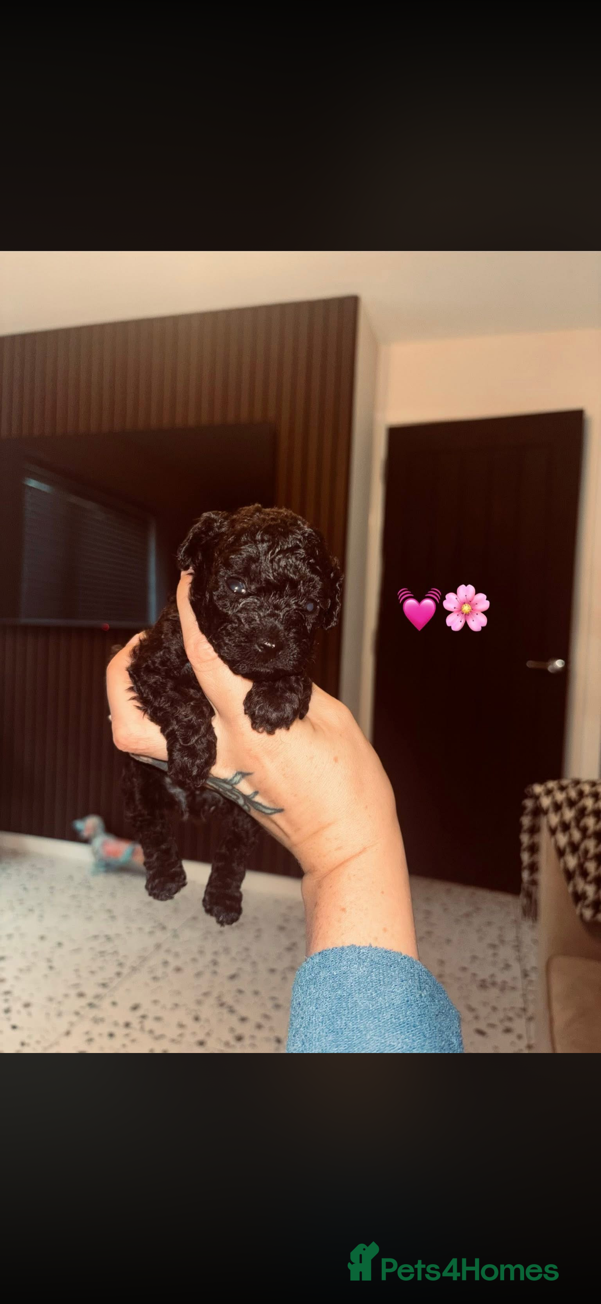 Cavapoo dogs Tiny f1bb Toy Cavapoos 🖤 - Advert 11