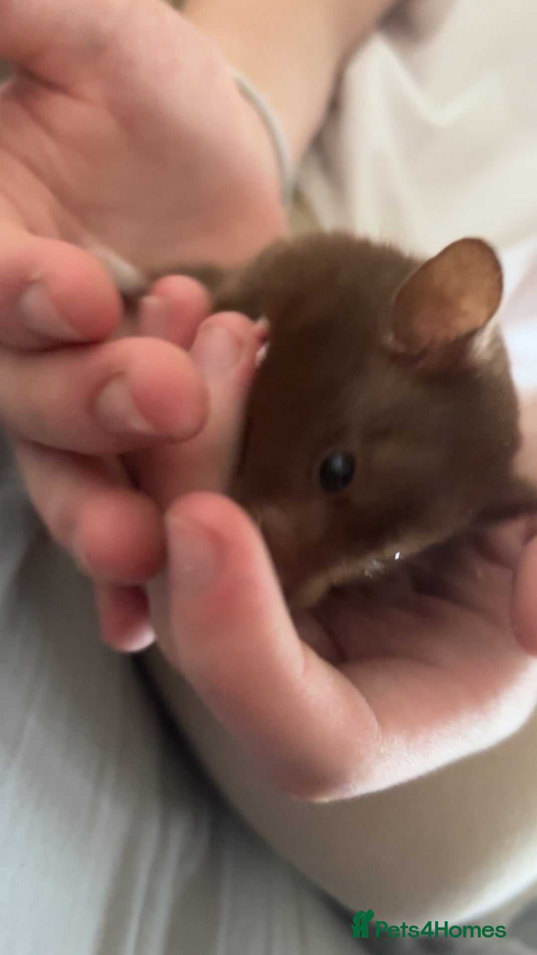 Hamster rodents for sale: Syrian hamster for rehoming  - Image 2