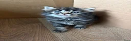 Mixed Breed cats for sale: 2 beautiful girls available  - Advert 3