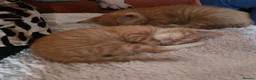 Mixed Breed cats for sale: Beautiful ginger kittens  - Advert 21