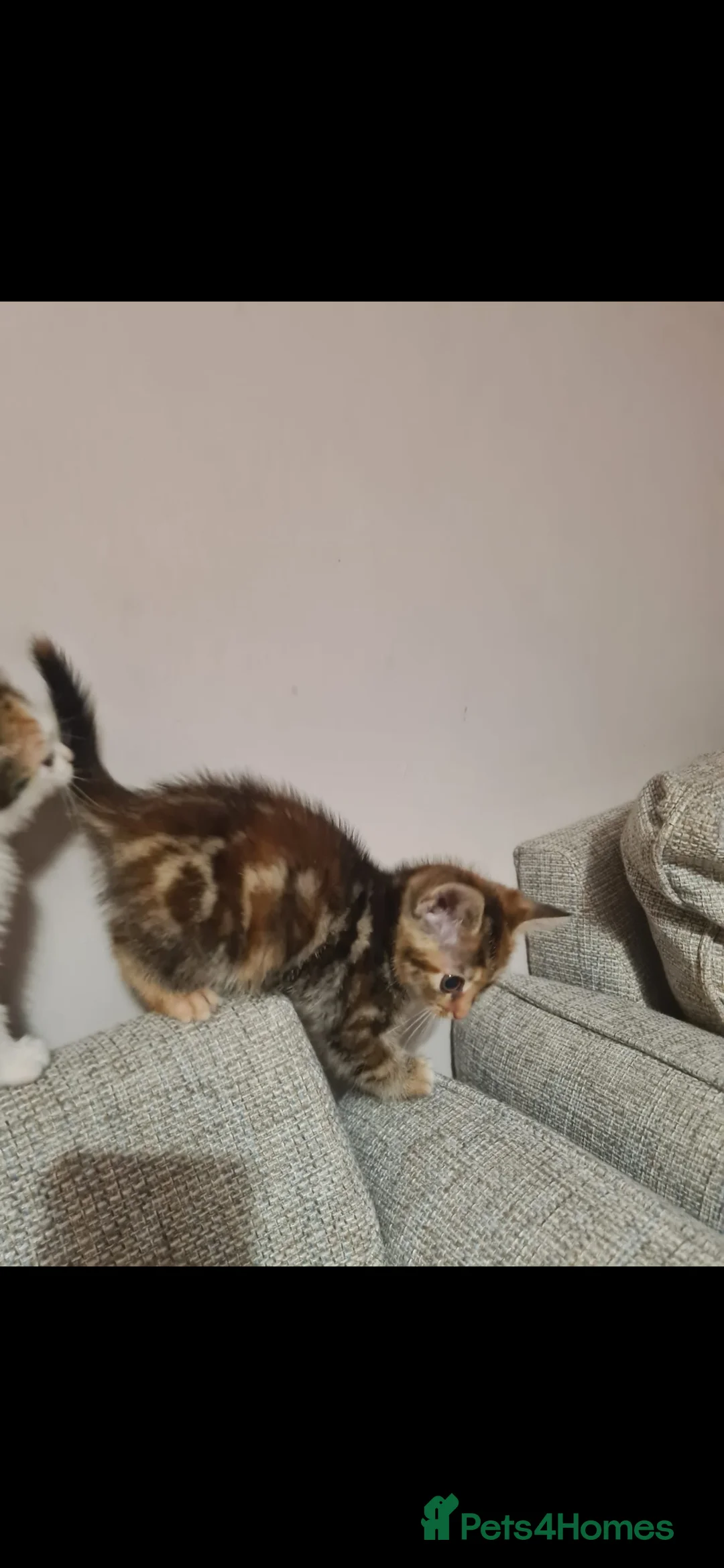 Mixed Breed cats for sale: 10 week old kittens (ready by 5th march) - Advert 4