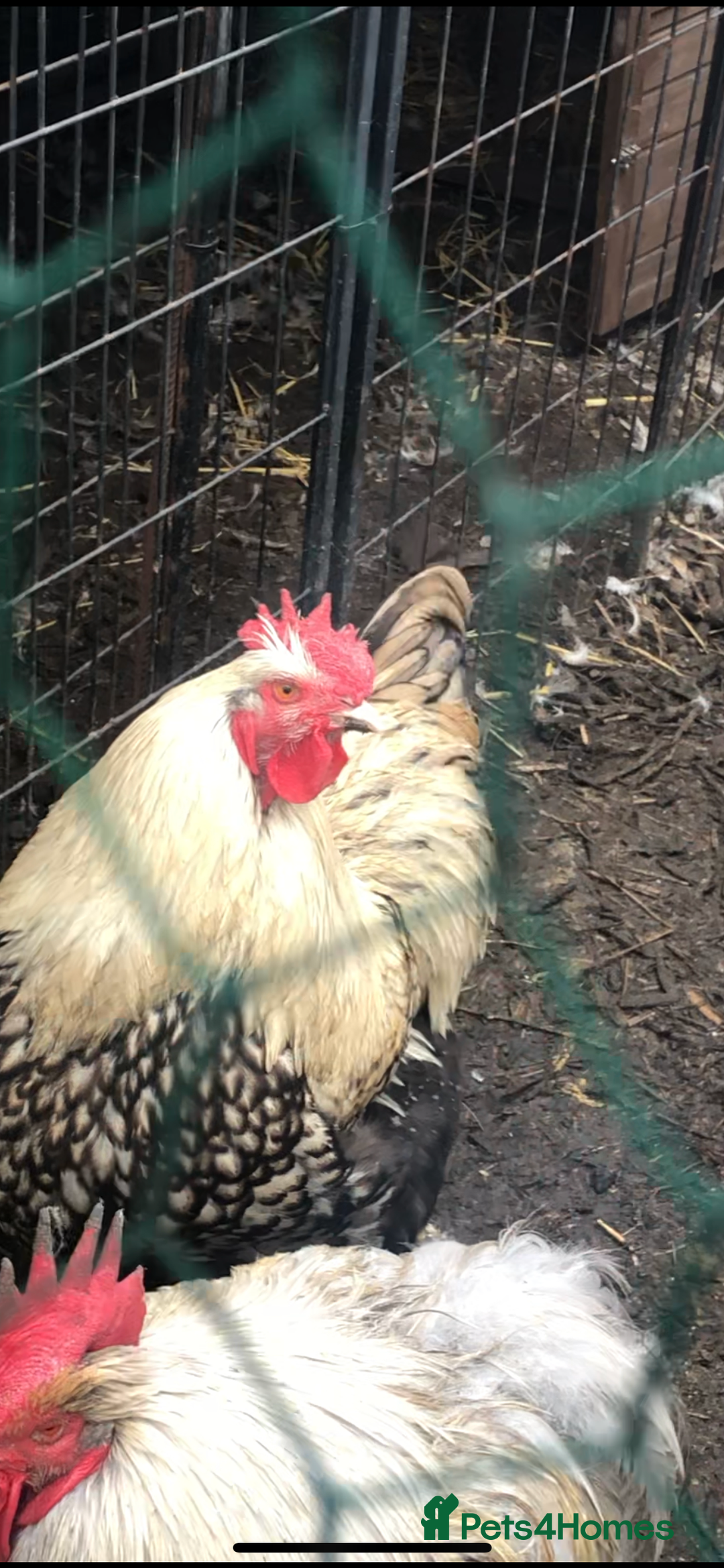 Chickens poultry for sale: Orpington  - Advert 2