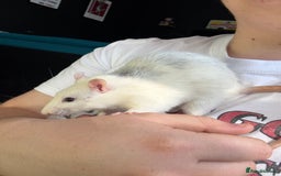 Rat rodents for sale: X2 male Rats  - Image 5