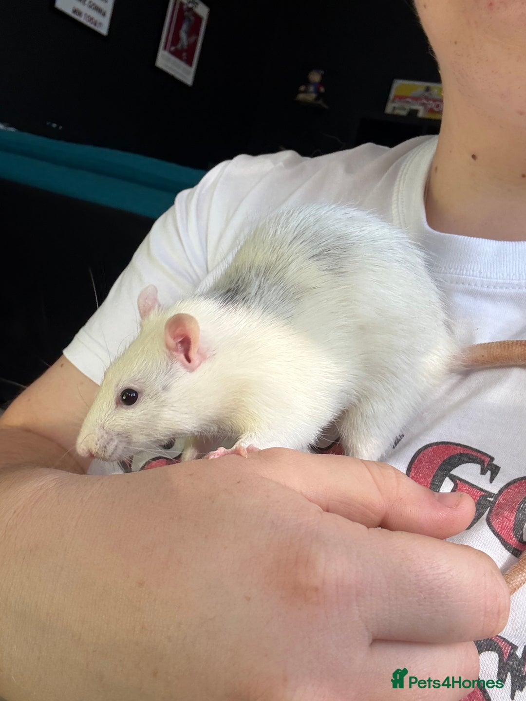 Rat rodents for sale: X2 male Rats  - Image 5