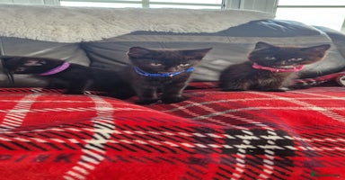 Mixed Breed cats - Advert 15