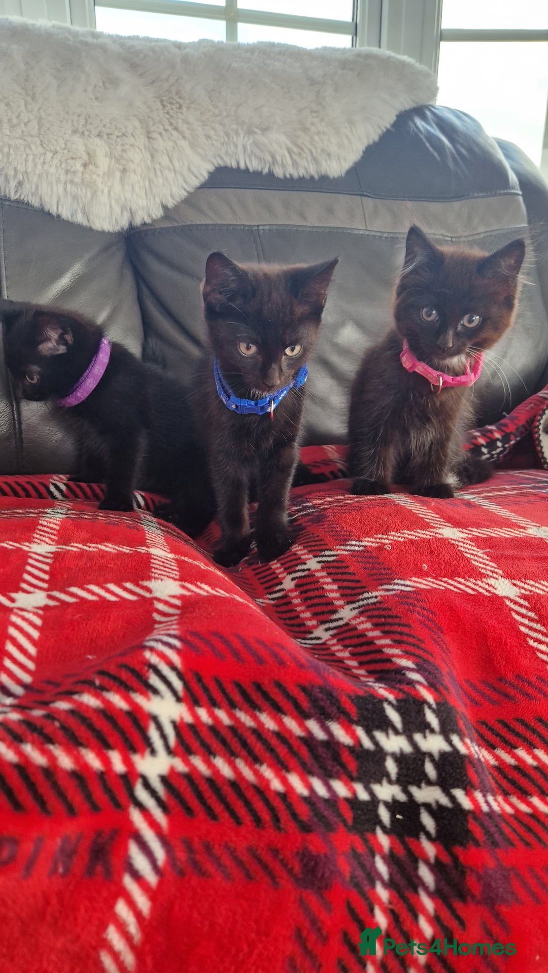 Mixed Breed cats for sale: Just 3 left 1 girl and 2 boys - Image 3