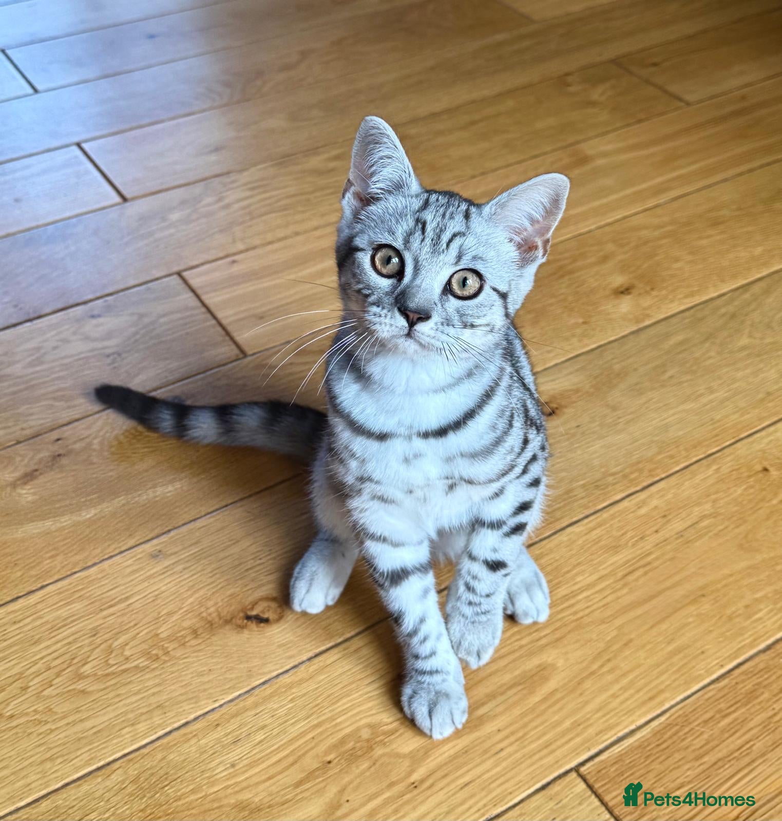 British Shorthair cats Beautiful BSH Silver Spotted boy available  - Advert 1