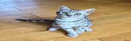 British Shorthair cats for sale: Beautiful BSH Silver Spotted boy available  - Advert 1