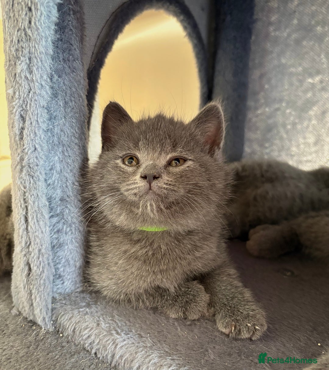 British Shorthair cats for sale: British short hair for sale - Advert 5