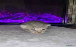 Domestic Shorthair cats for sale: Adorable Kittens! 🐾 - Image 18