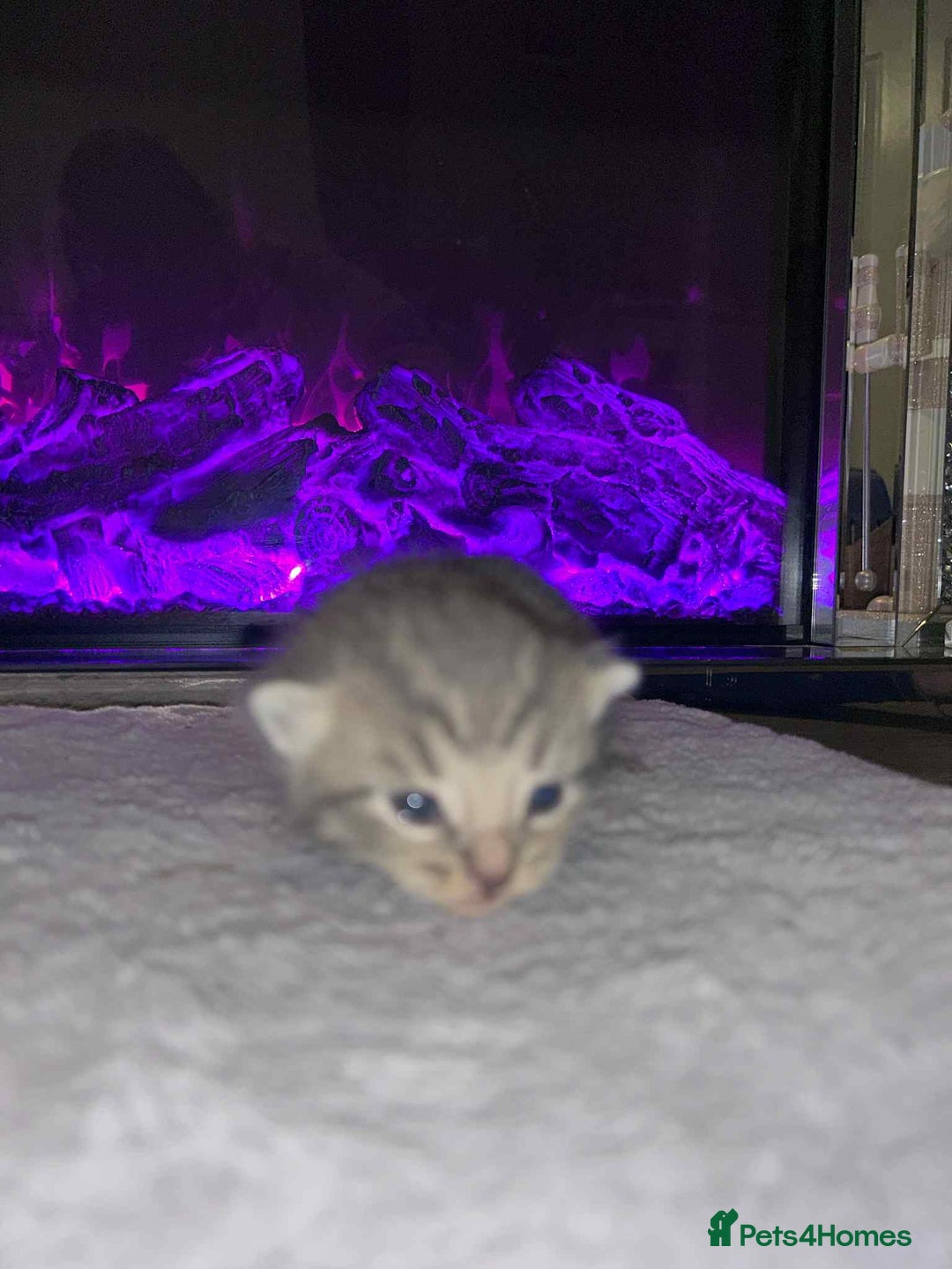 Domestic Shorthair cats for sale: Adorable Kittens! 🐾 - Image 18