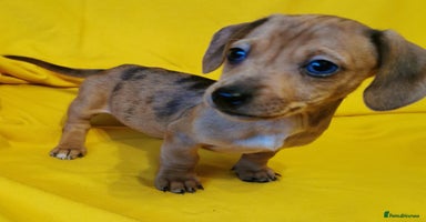 Dachshund dogs Unusual colour beautiful miniature dachshound pups - Advert 2