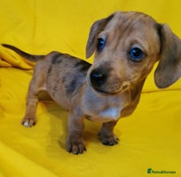 Dachshund dogs Unusual colour beautiful miniature dachshound pups - Advert 2