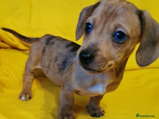 Dachshund dogs Unusual colour beautiful miniature dachshound pups - Advert 1