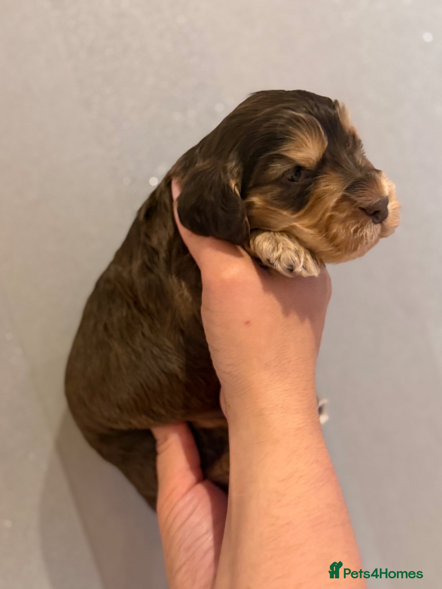 Cocker Spaniel dogs for sale: Golden & Chocolate Sable Show Cocker Puppies  in Doncaster - Advert 9