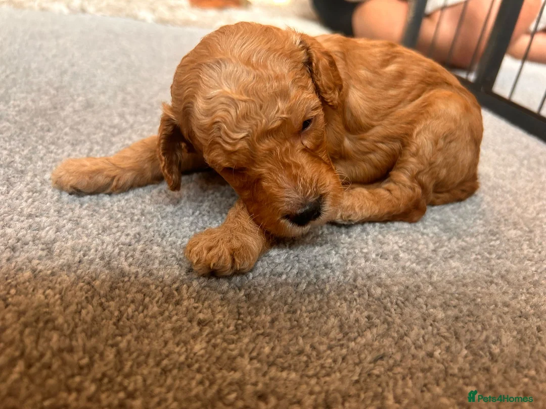 Cockapoo dogs for sale: Beautiful F1 cockapoos in Cranleigh - Advert 27