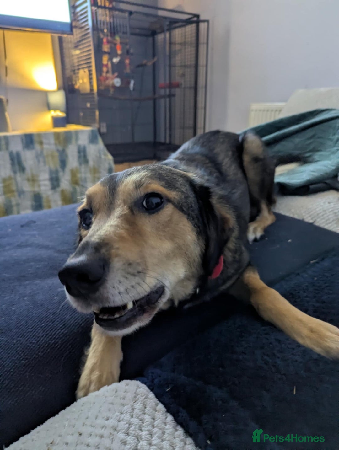 Mixed Breed dogs for adoption: Have you got the dedication to save this soul ? - Image 7