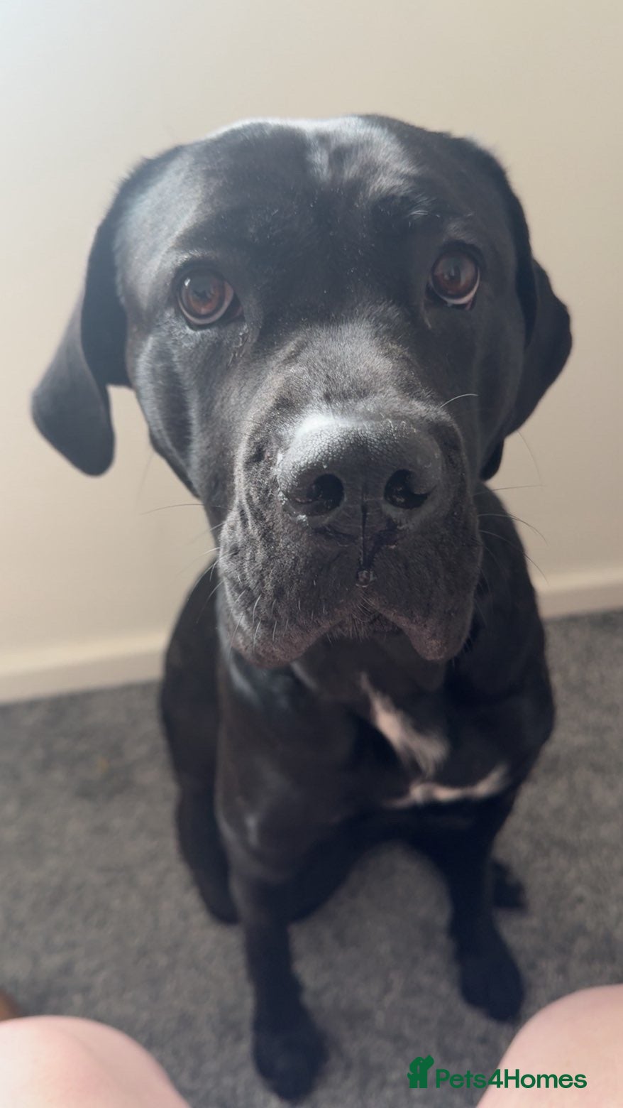 Cane Corso dogs Luna - Cane Corso - Rehoming - Advert 6