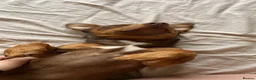 Jack Russell dogs for sale: Wenlock Jack Russells  - Advert 7