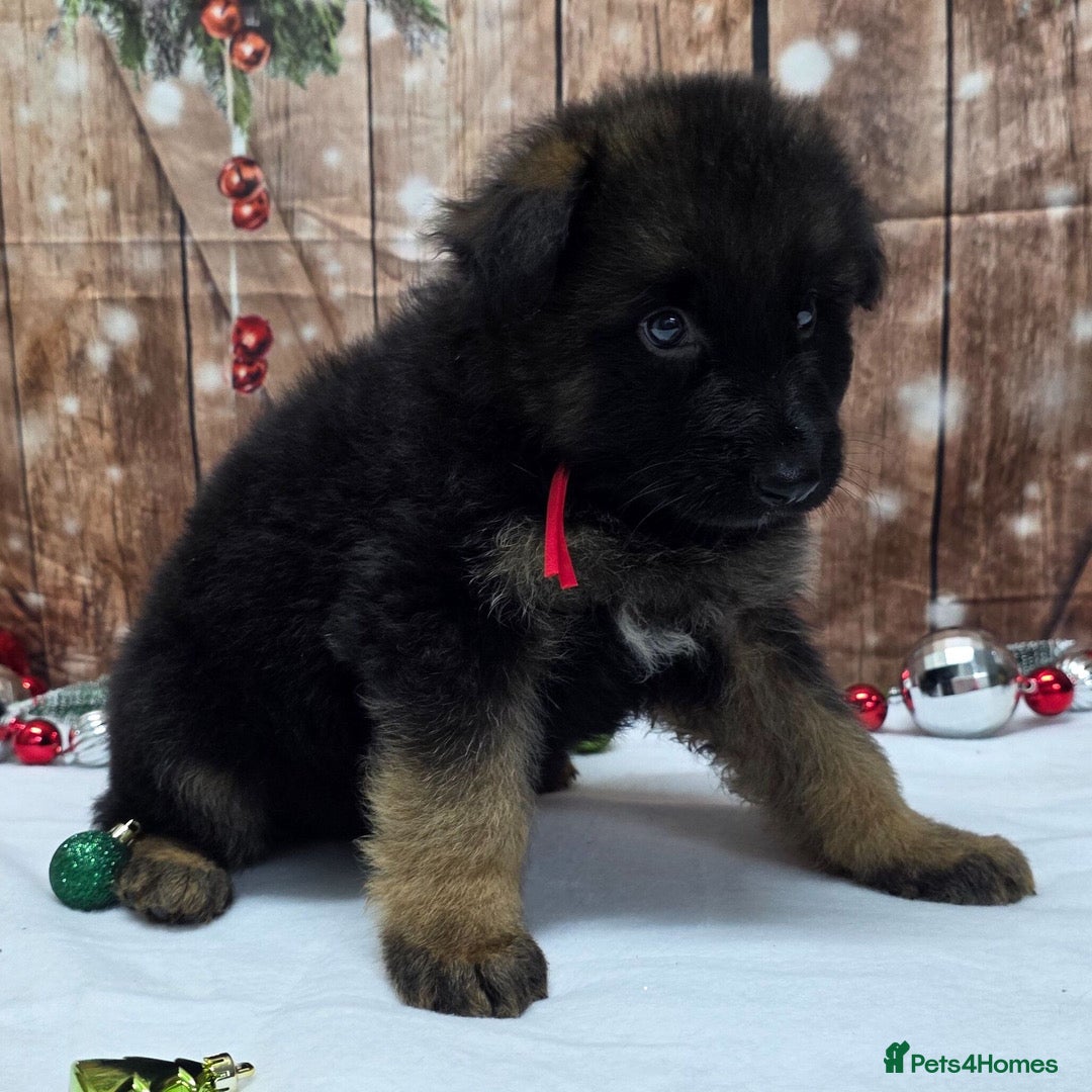 German Shepherd dogs for sale:  Kc Purebred German Shepherd  - Advert 10