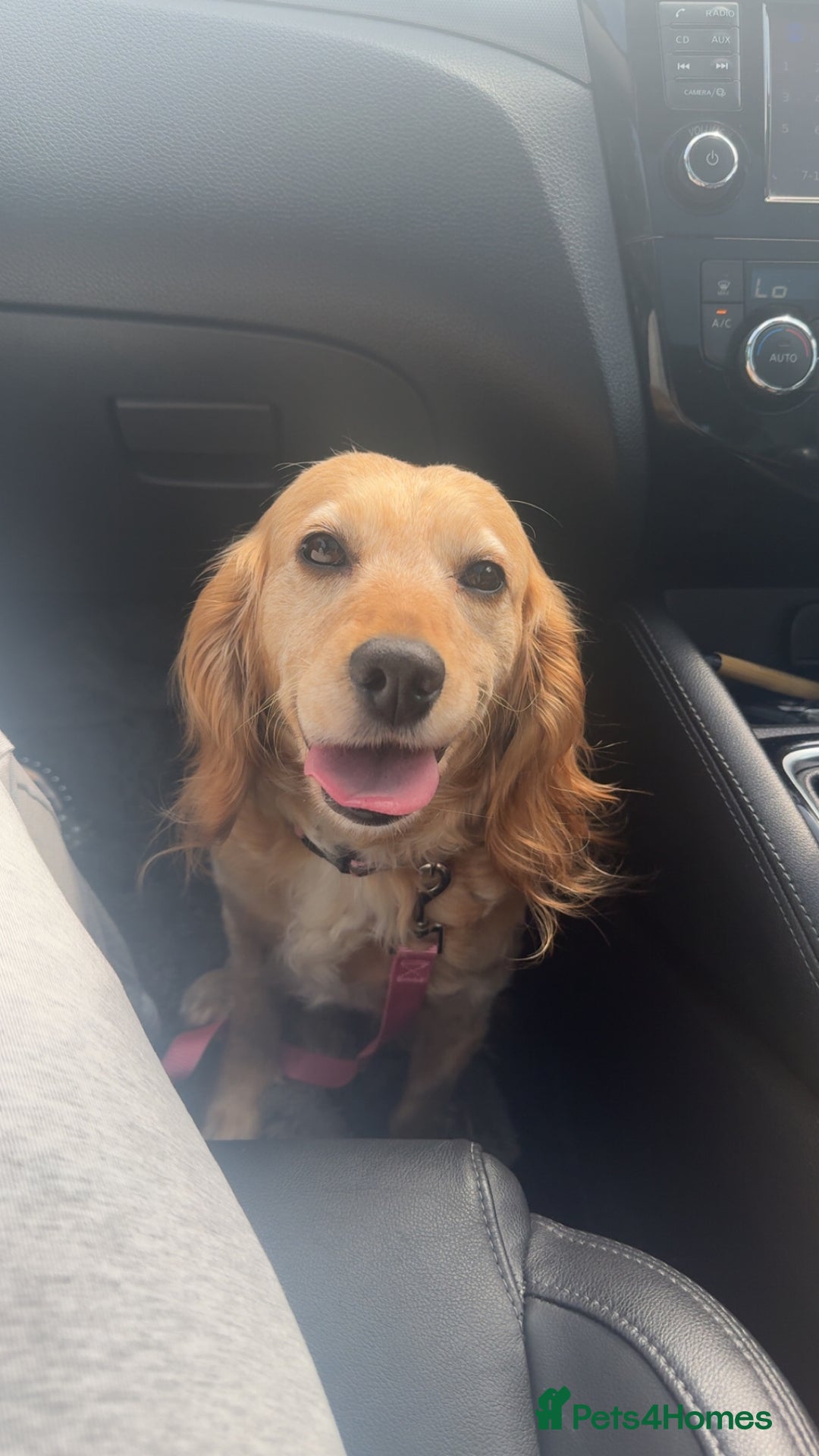 Cocker Spaniel dogs for sale: Cocker spaniel female  - Image 1