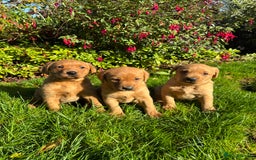 Labrador Retriever dogs for sale: KC Registered Fox Red Labrador Puppies  - Image 4