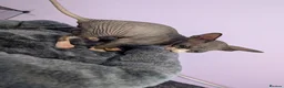 Sphynx cats for sale: ***TICA ACTIVE*** - PURE BREAD SPHYNX - AVAILABLE - Advert 17
