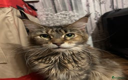 Maine Coon cats for sale: TICA Registered Maine Coon Kittens. Ready NOW in Doncaster - Image 8