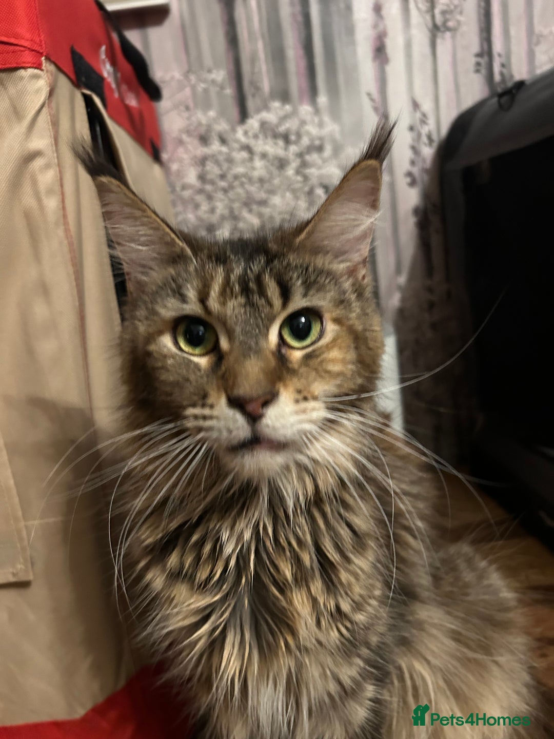 Maine Coon cats for sale: TICA Registered Maine Coon Kittens. Ready NOW in Doncaster - Image 8